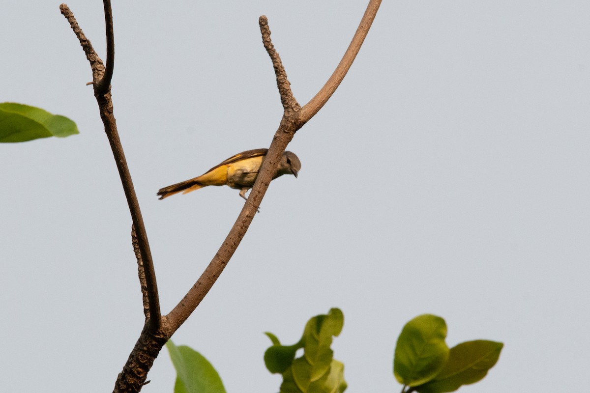 Small Minivet - ML633168516