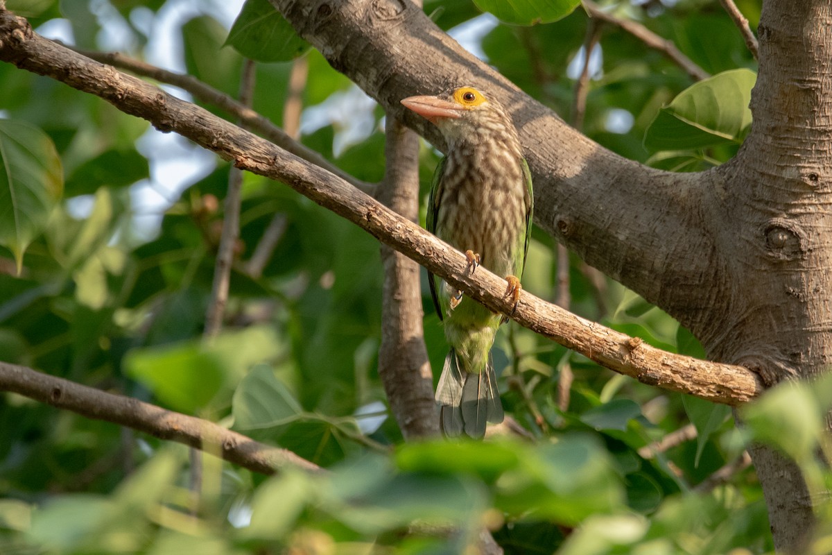 Lineated Barbet - ML633168561