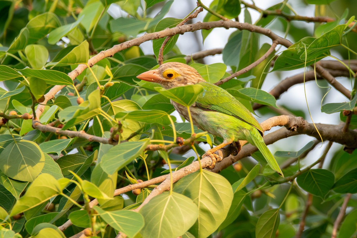 Lineated Barbet - ML633168567