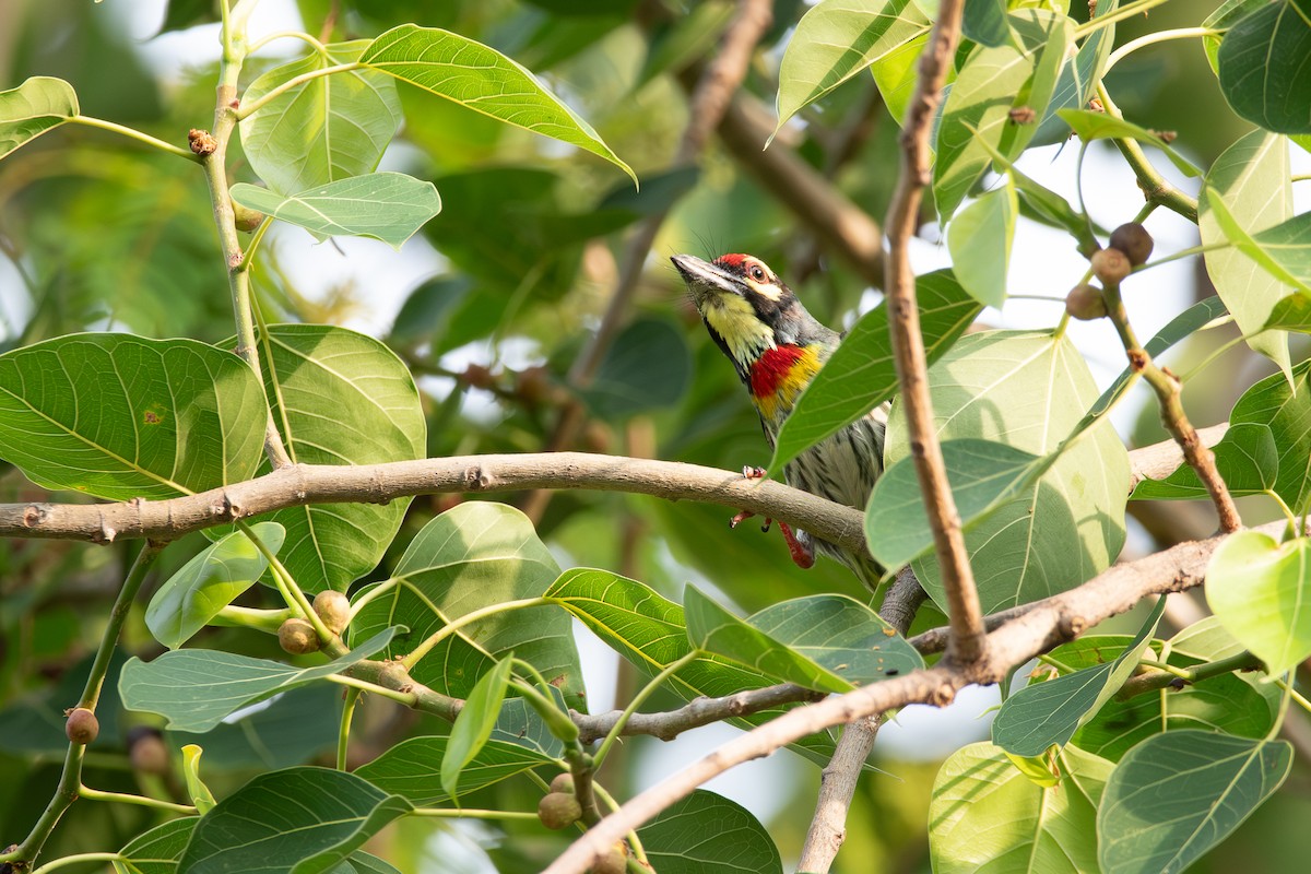 Coppersmith Barbet - ML633168578