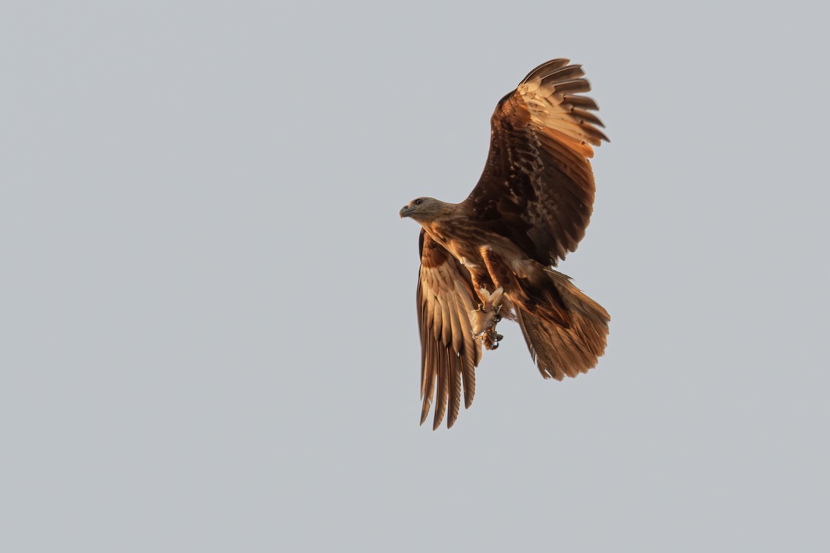 Brahminy Kite - ML633168591
