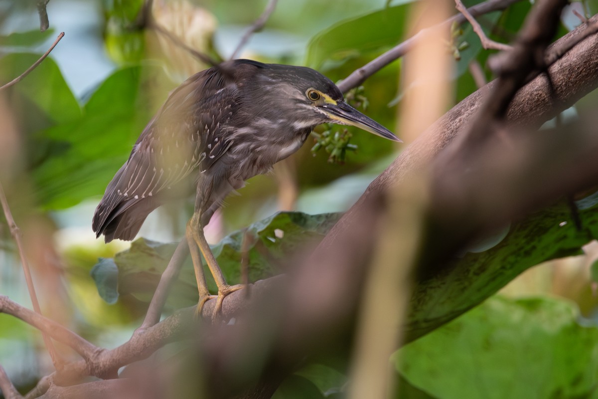 Striated Heron (Old World) - ML633168612