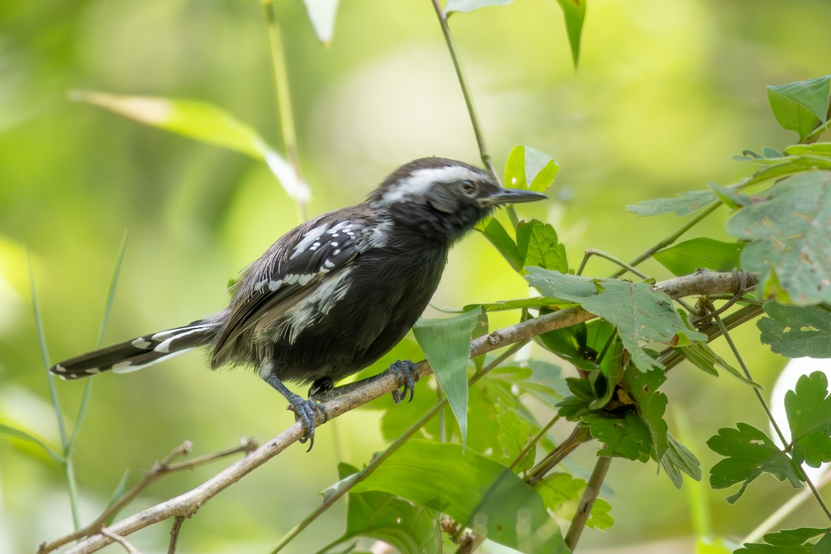 Black-bellied Antwren - ML633168730