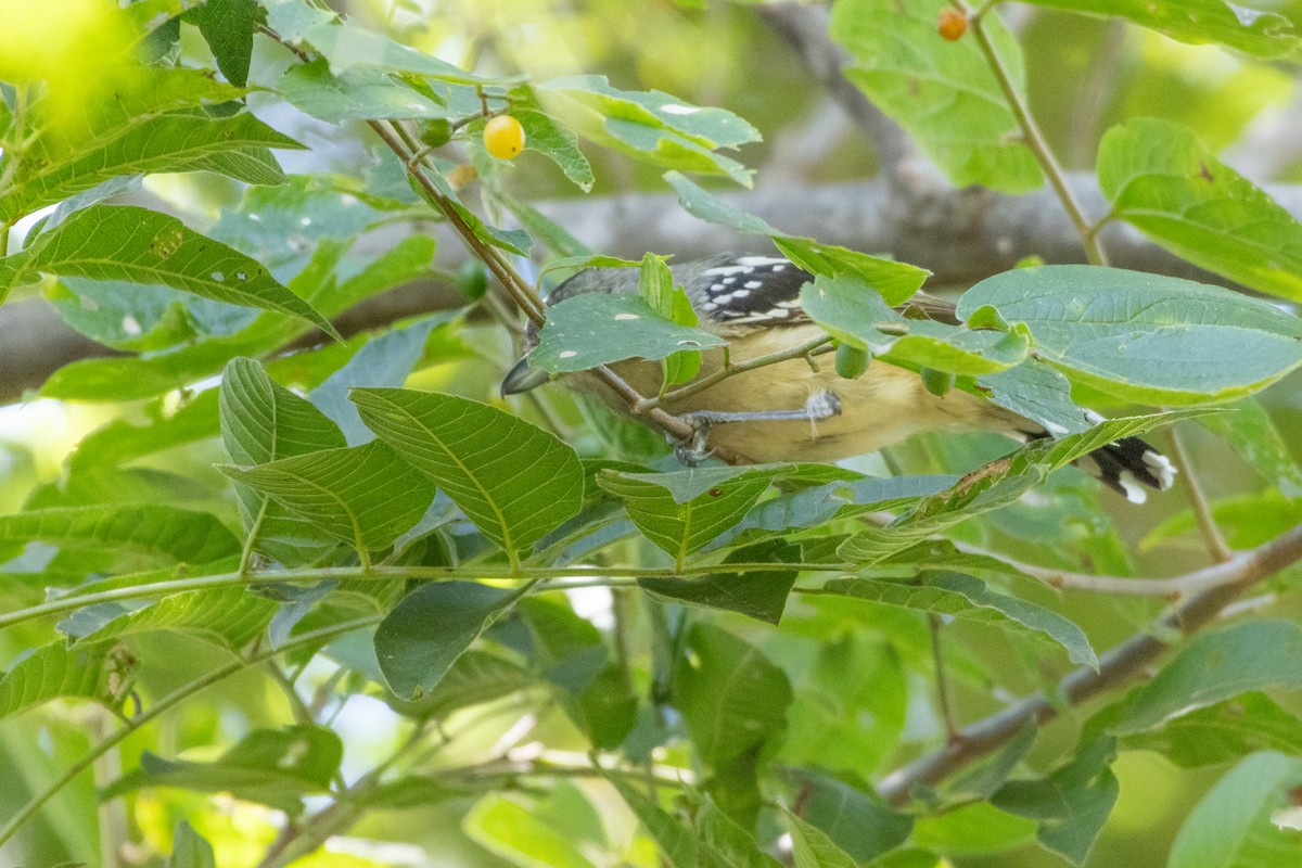 Black-bellied Antwren - ML633168731