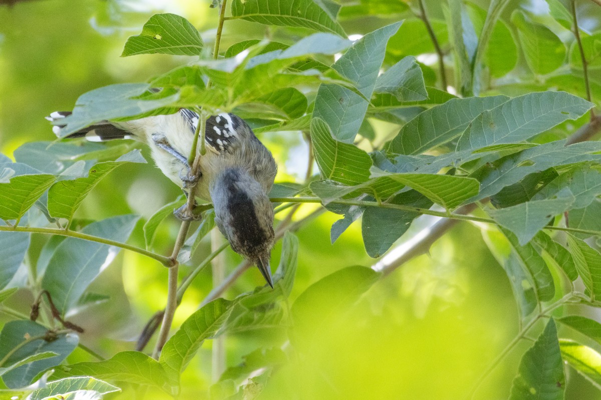 Black-bellied Antwren - ML633168732