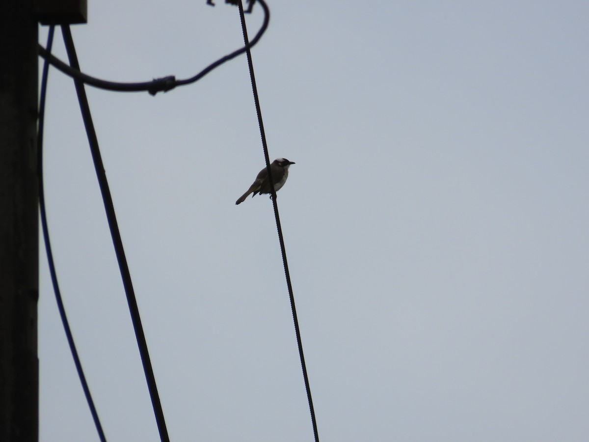 Light-vented Bulbul - ML633168806