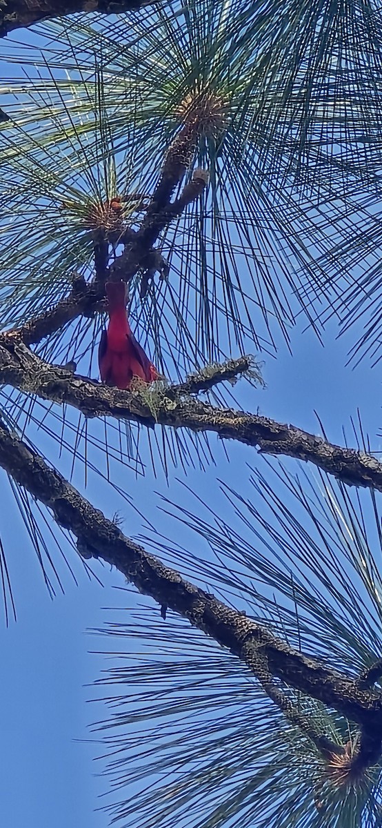 Summer Tanager - ML633168828
