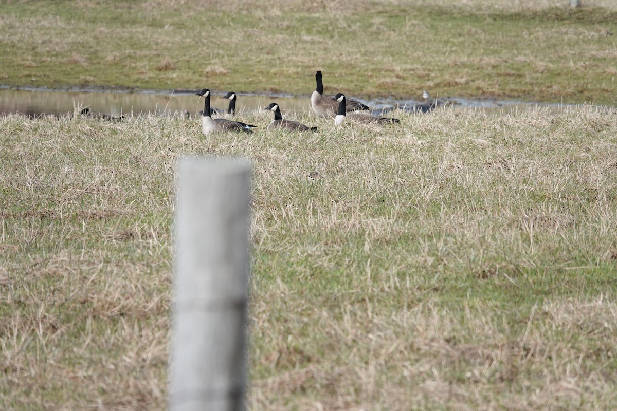 Cackling/Canada Goose - Marilyn Ohler