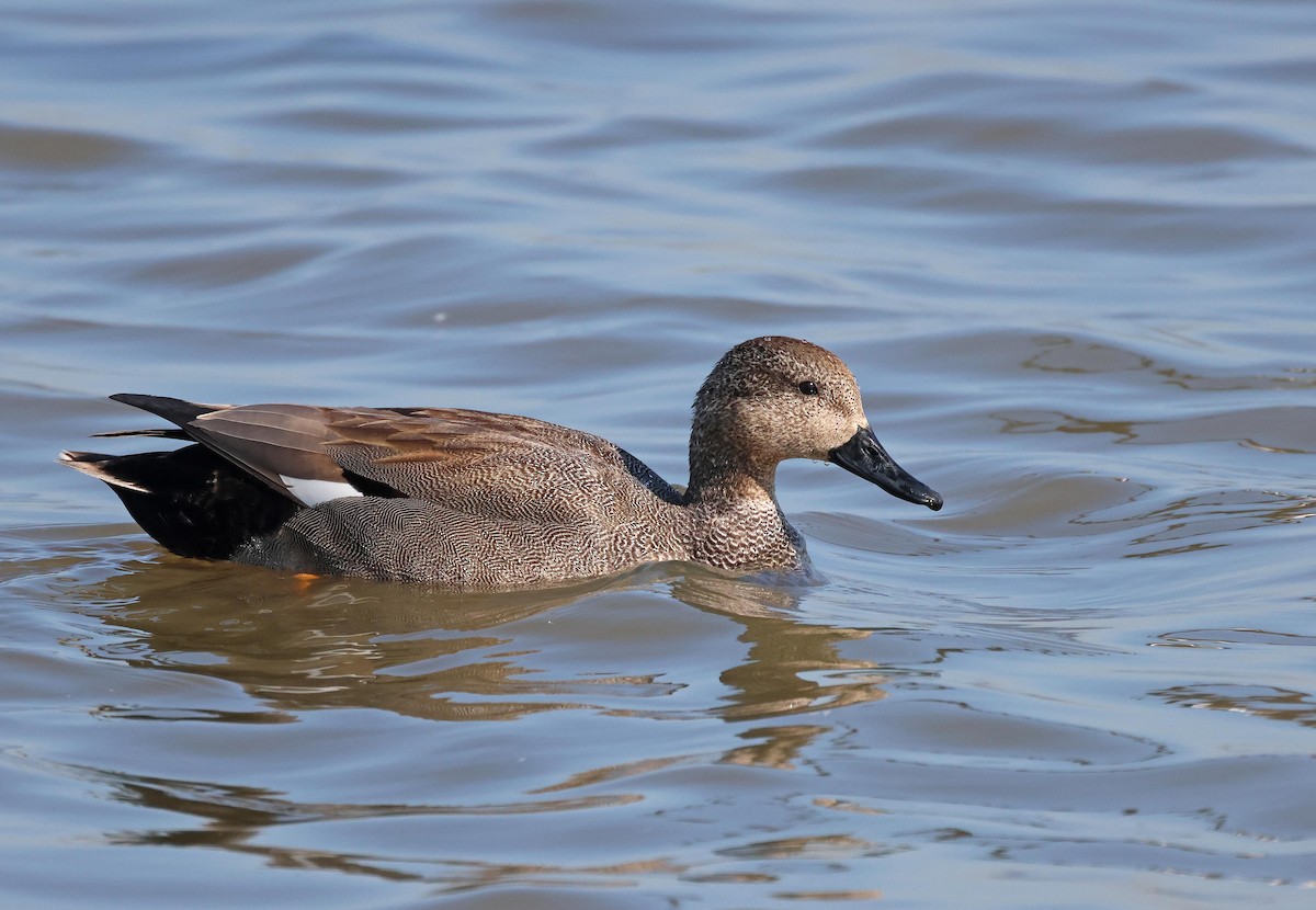 Gadwall - Peter Boesman
