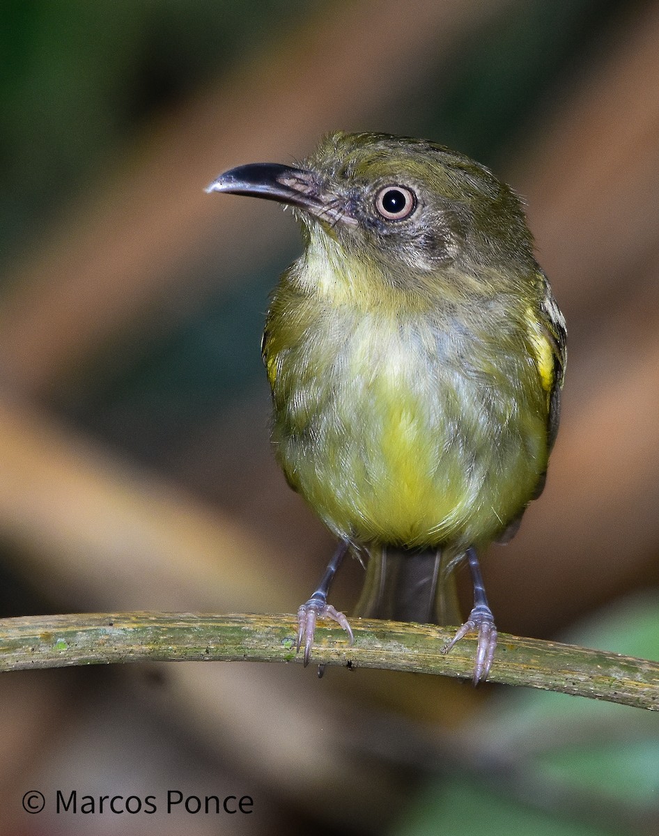 Southern Bentbill - ML633169152