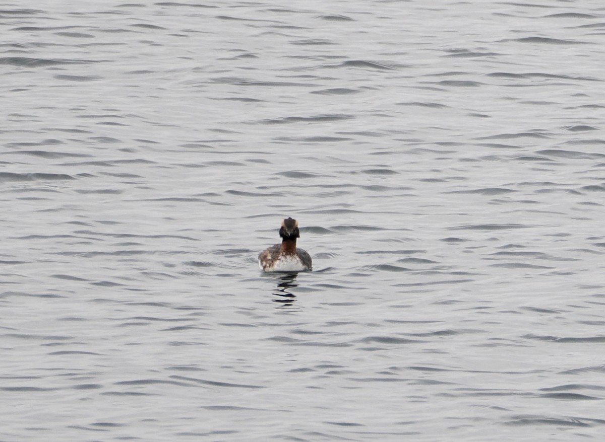 Horned Grebe - ML633169160