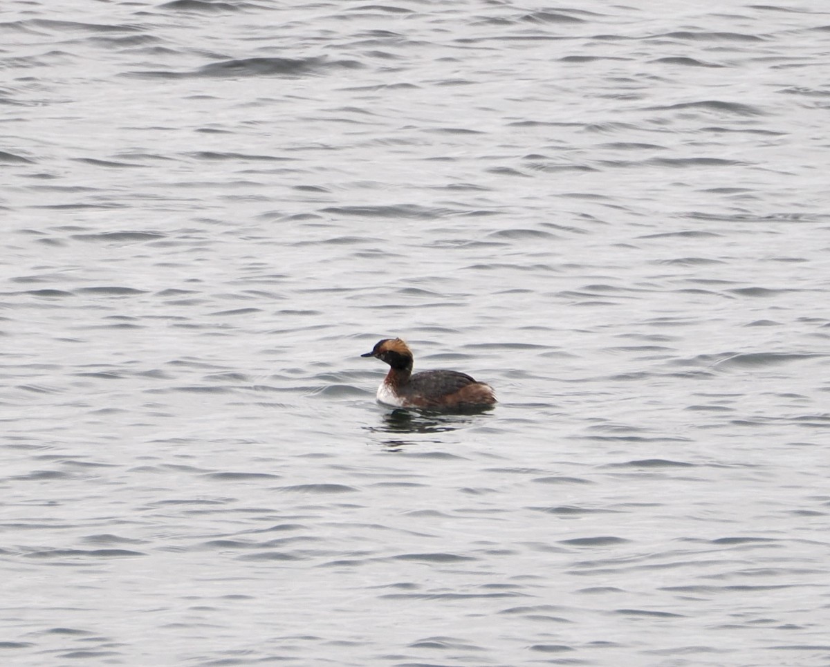 Horned Grebe - ML633169161