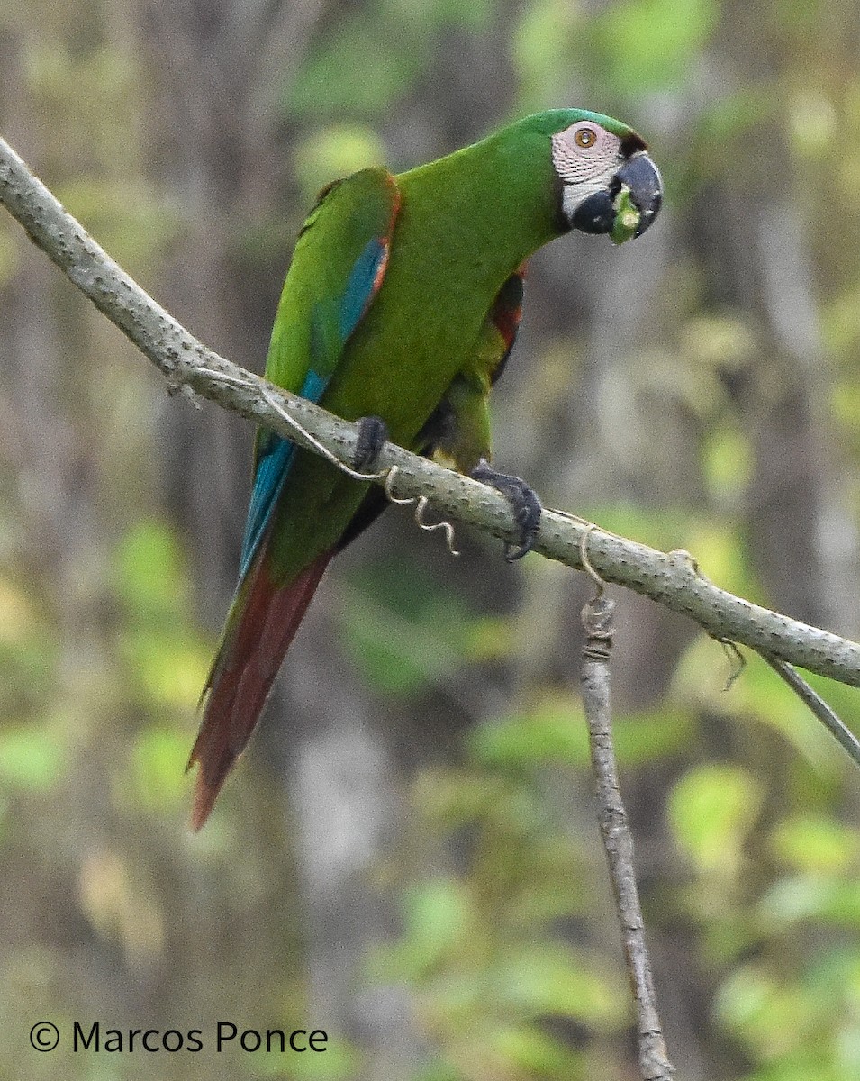 Chestnut-fronted Macaw - ML633169240