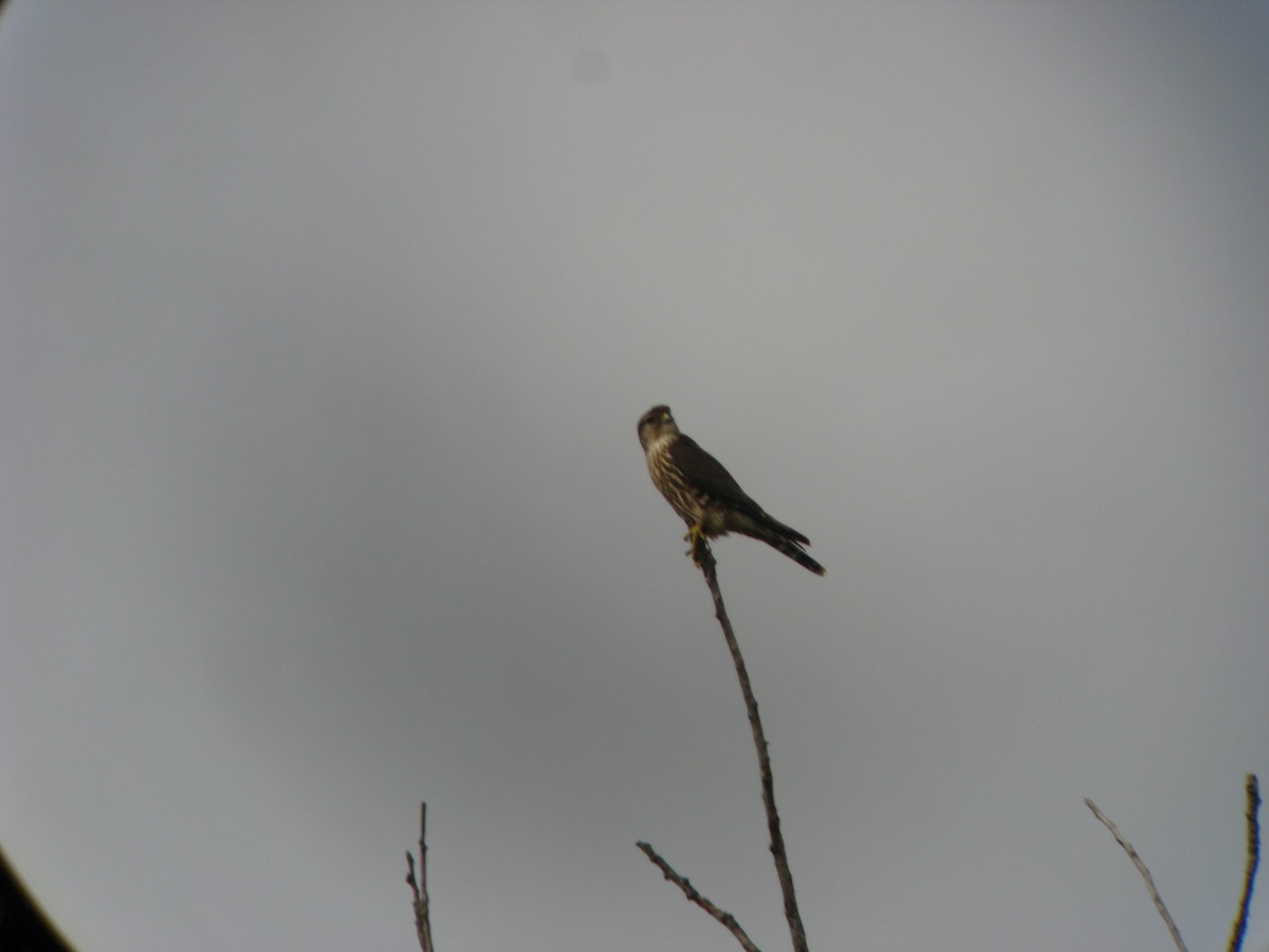 Merlin - ML633169245