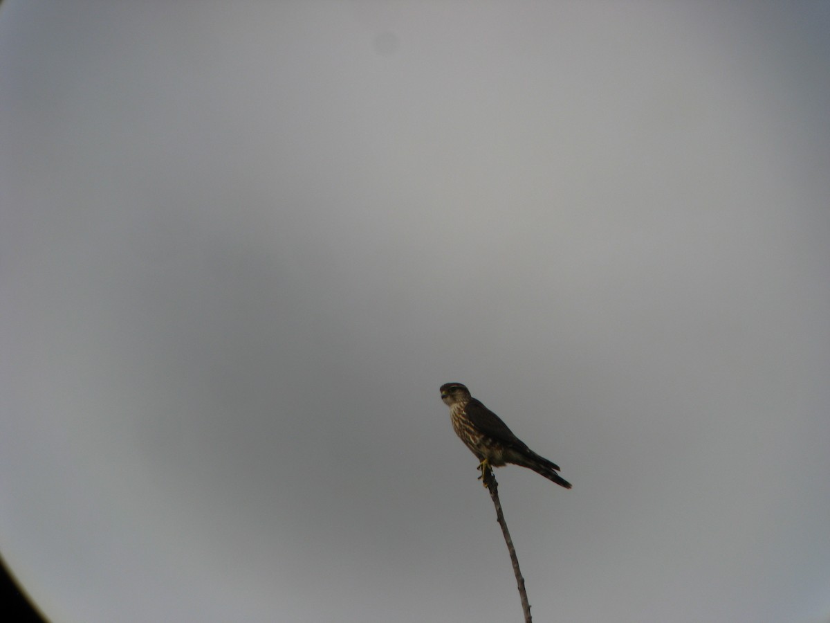 Merlin - ML633169246