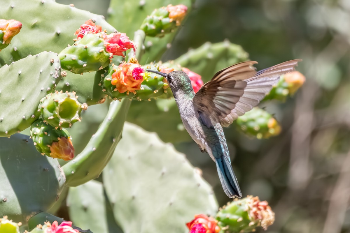 Outcrop Sabrewing - ML633169406