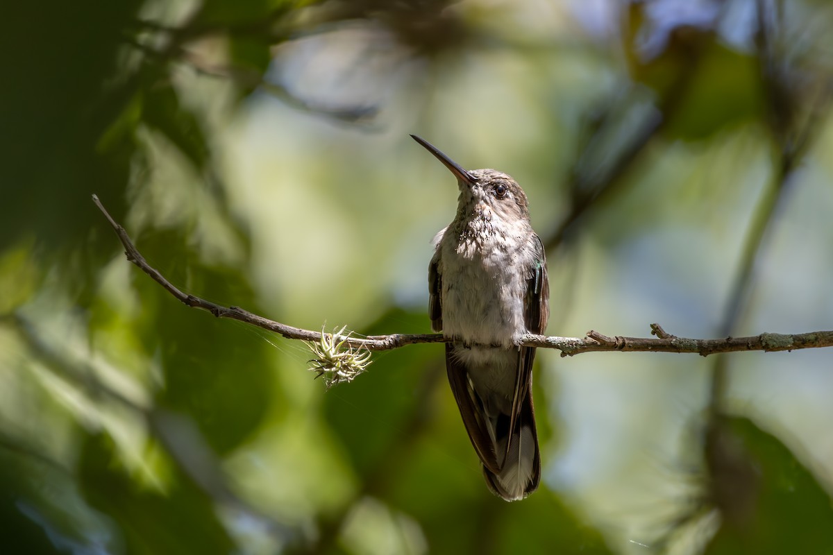Outcrop Sabrewing - ML633169407