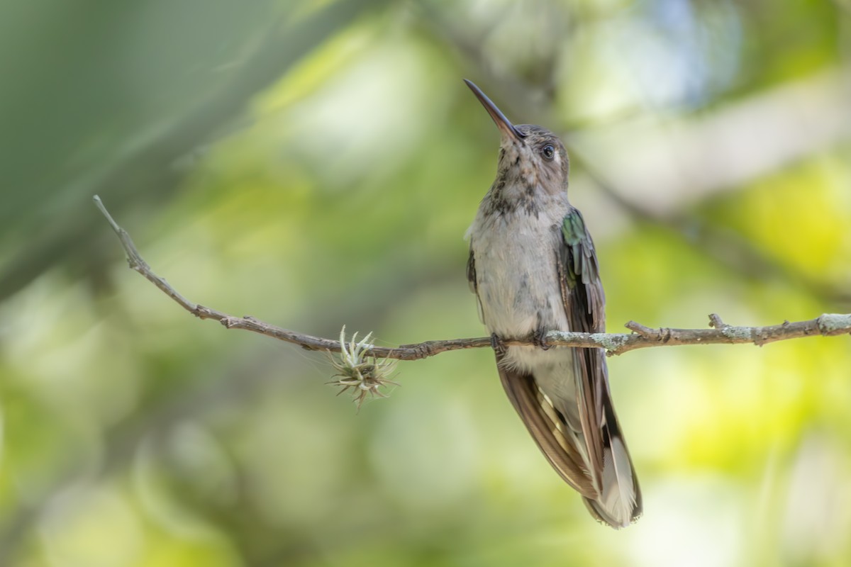 Outcrop Sabrewing - ML633169408