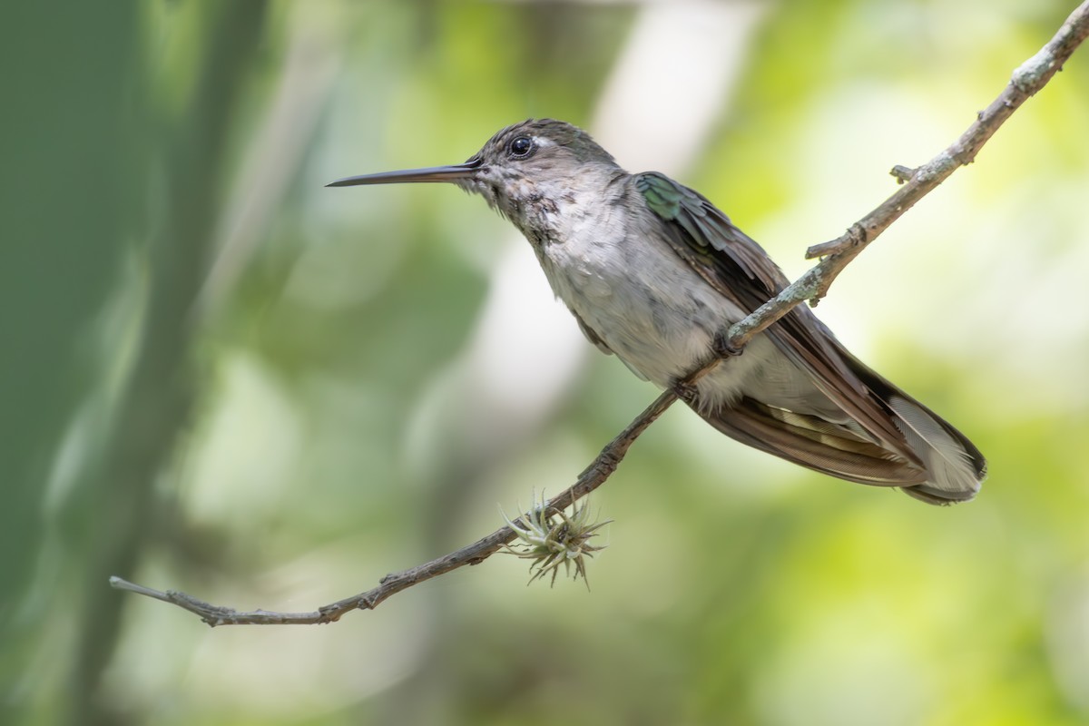 Outcrop Sabrewing - ML633169409