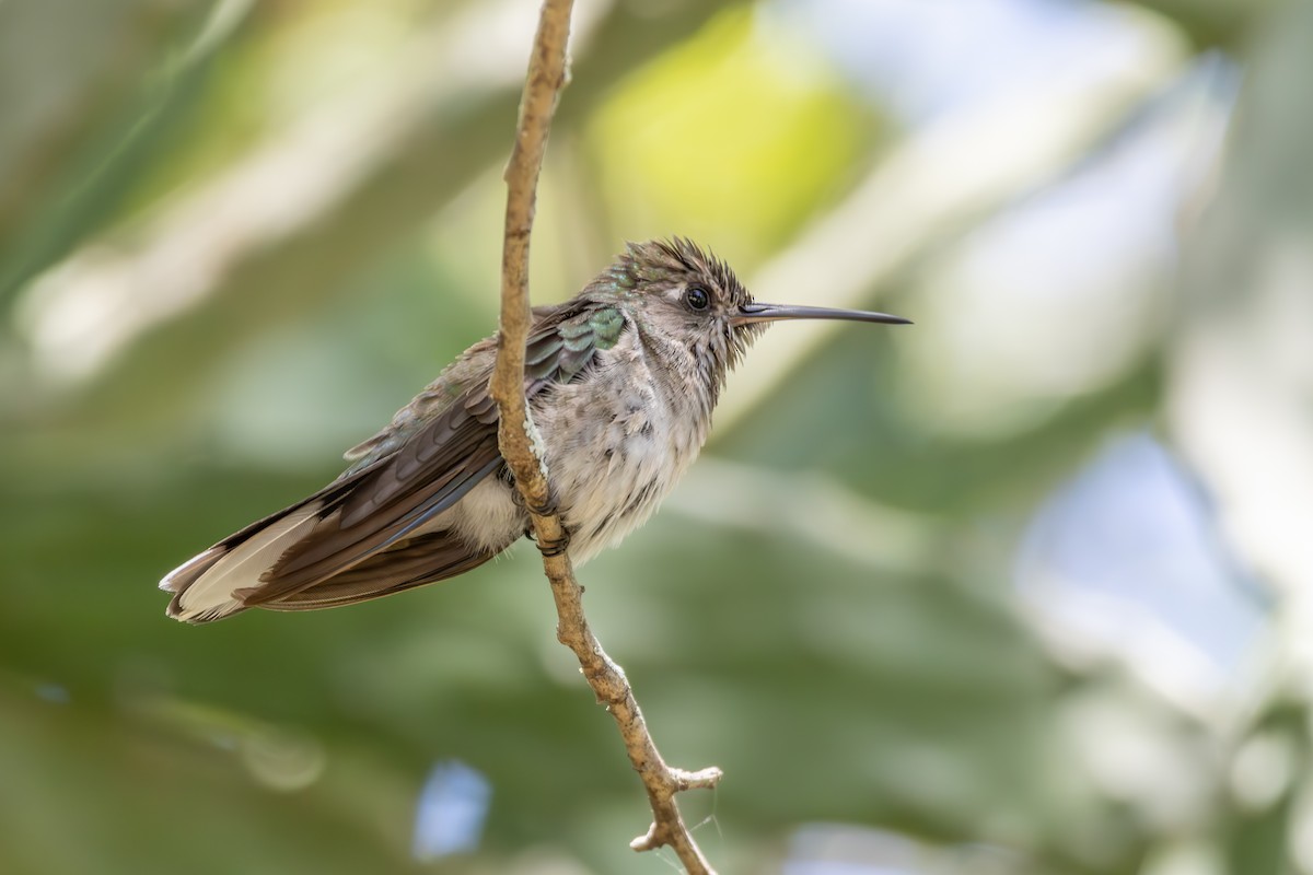 Outcrop Sabrewing - ML633169410