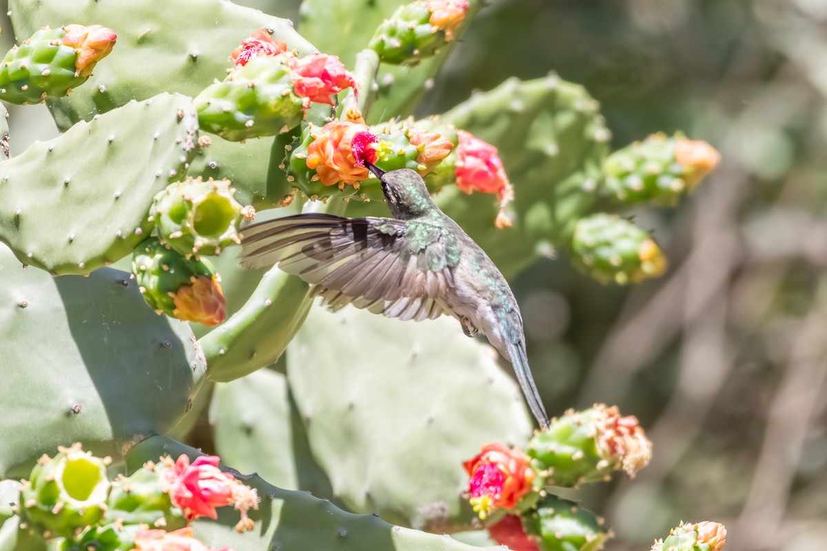 Outcrop Sabrewing - ML633169412