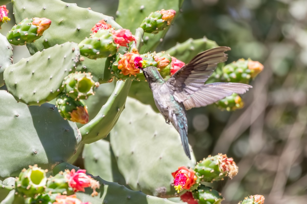 Outcrop Sabrewing - ML633169414