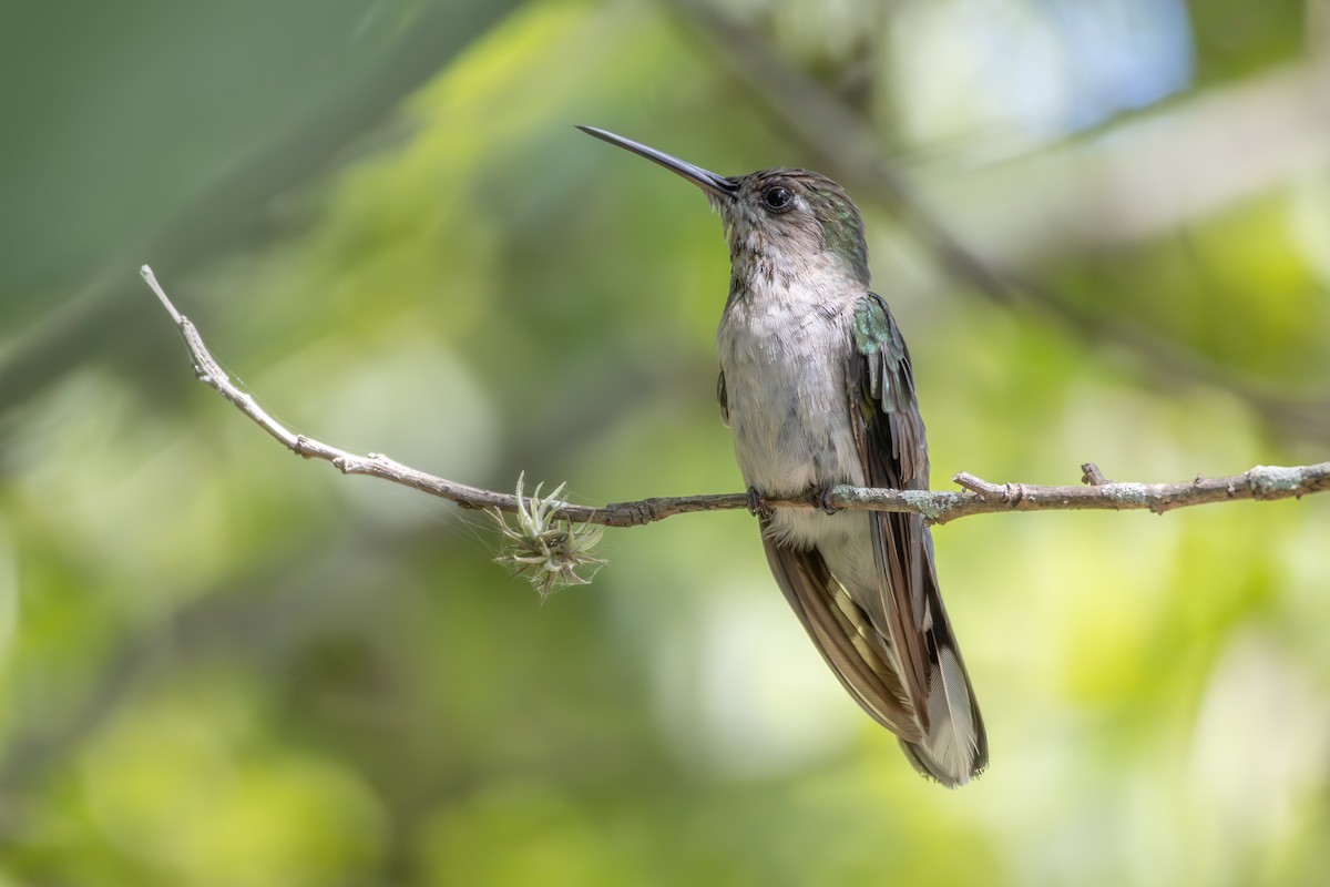 Outcrop Sabrewing - ML633169415