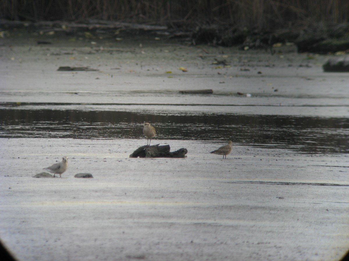 American Golden-Plover - ML633169416