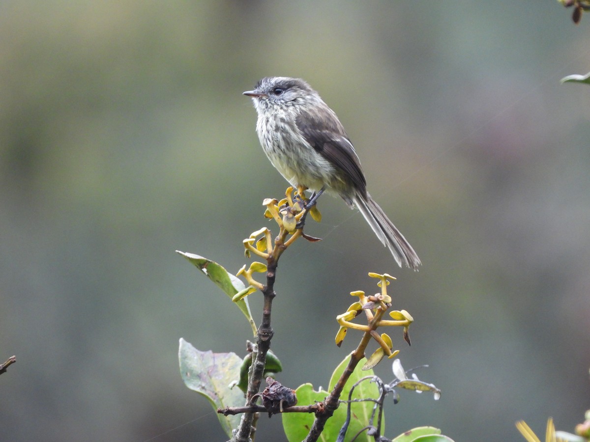 Agile Tit-Tyrant - Juan Aguilar