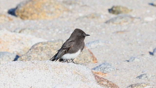 Black Phoebe - ML633169444