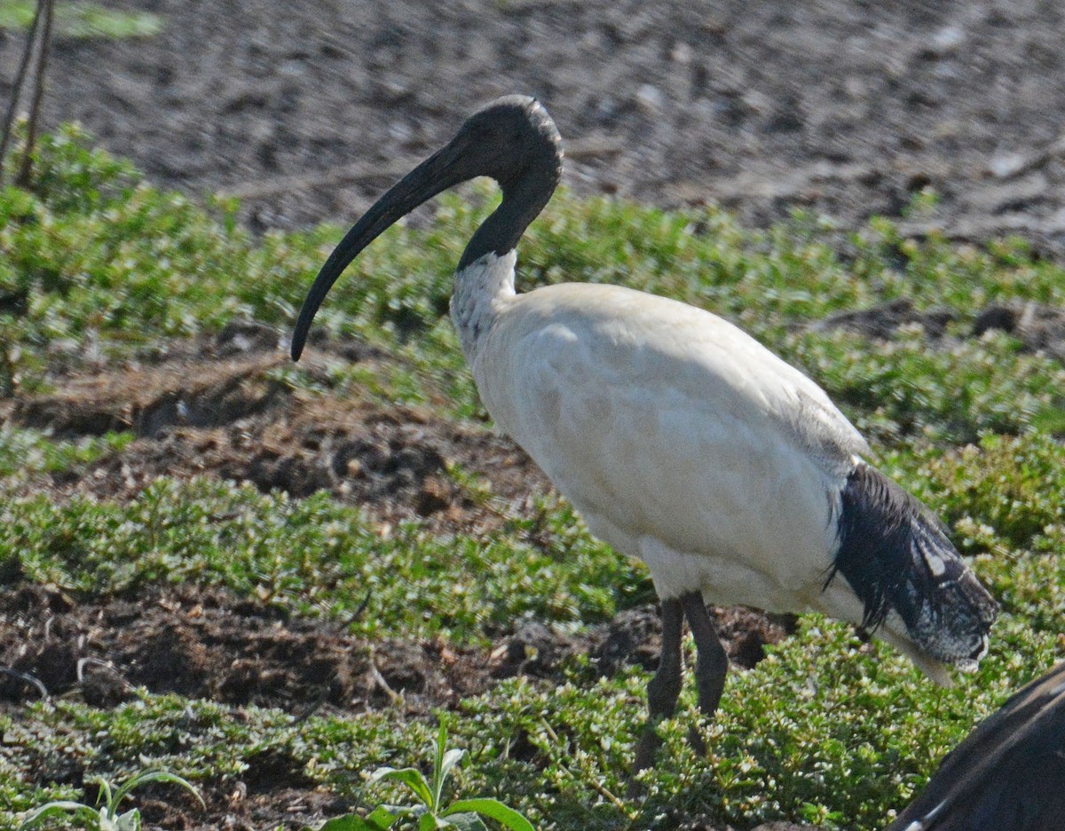 Australian Ibis - ML633169551