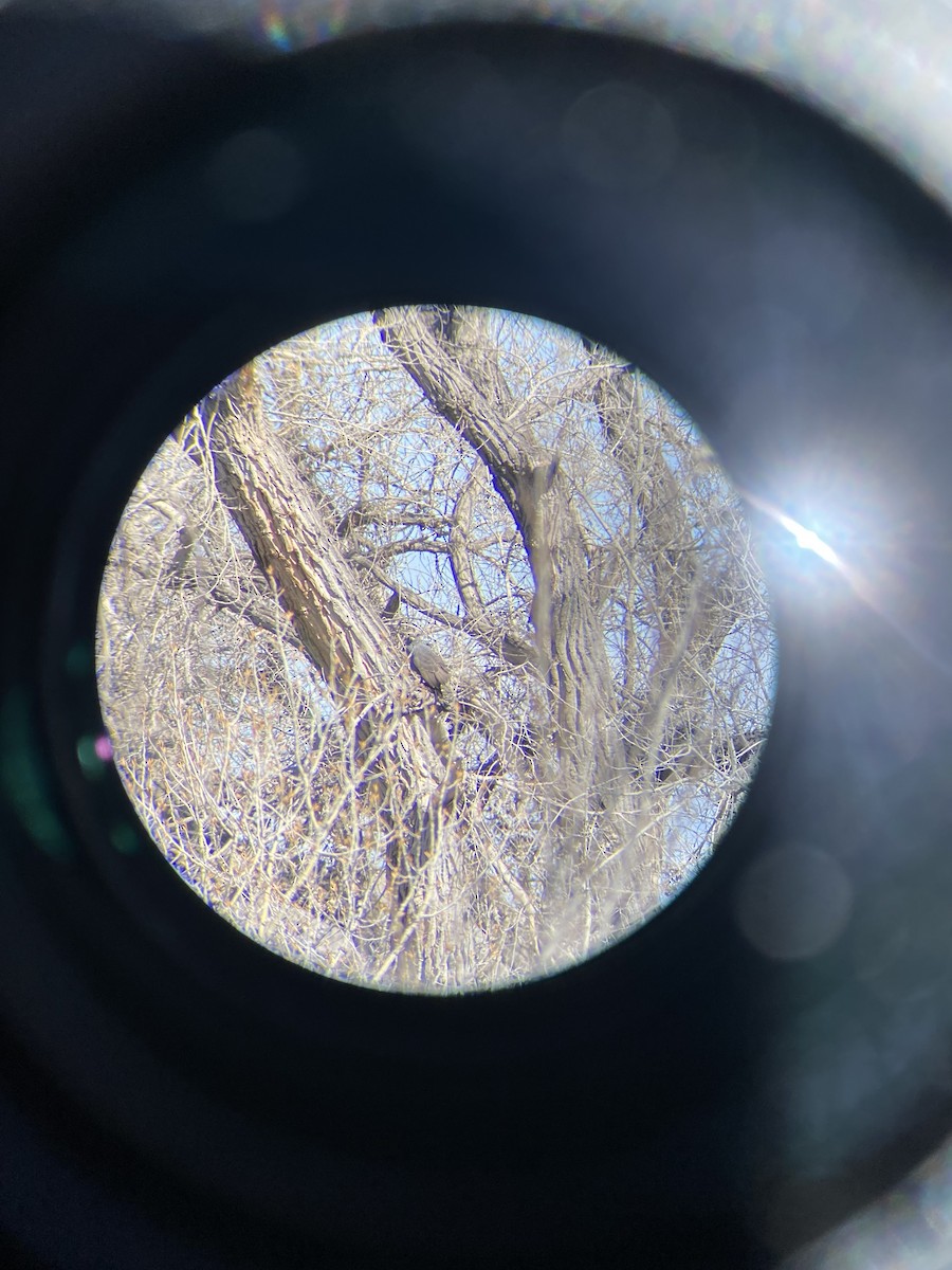 Common Black Hawk - ML633169597