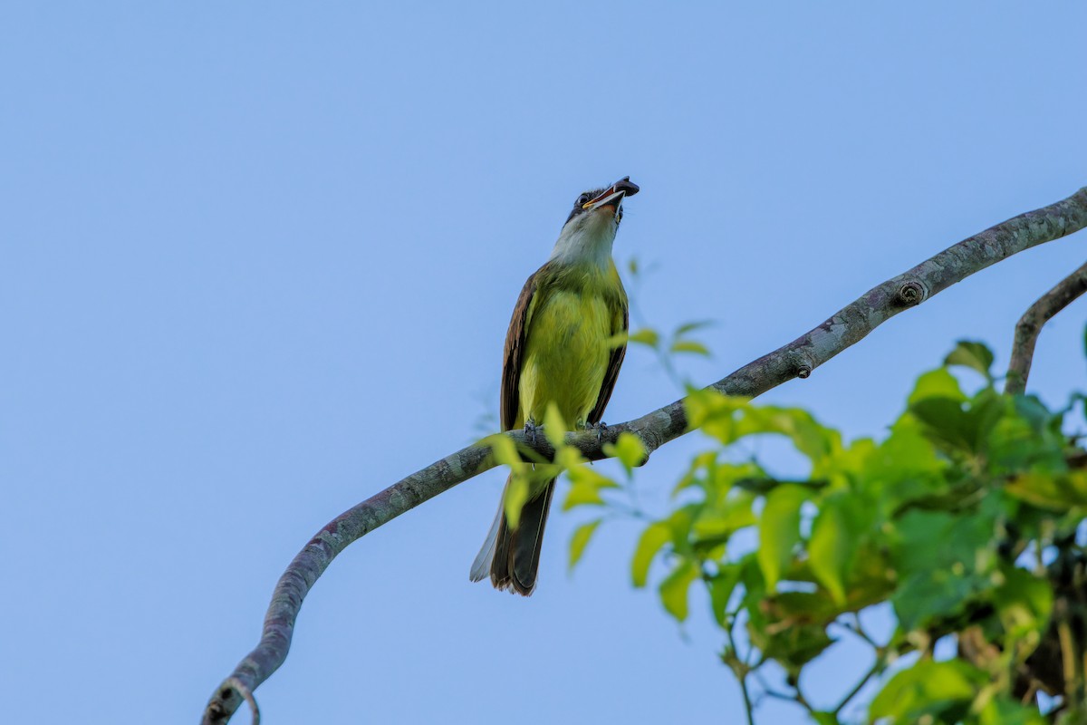 Boat-billed Flycatcher - ML633169645