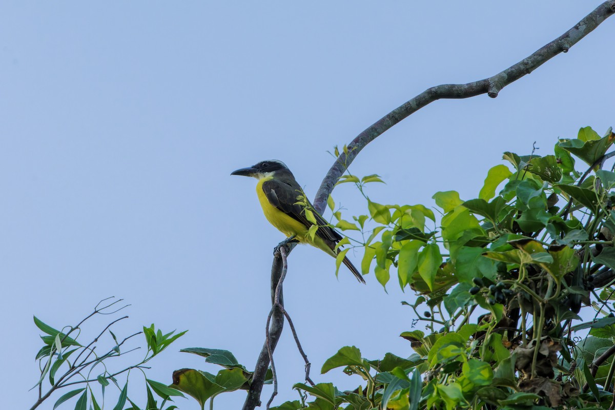 Boat-billed Flycatcher - ML633169646