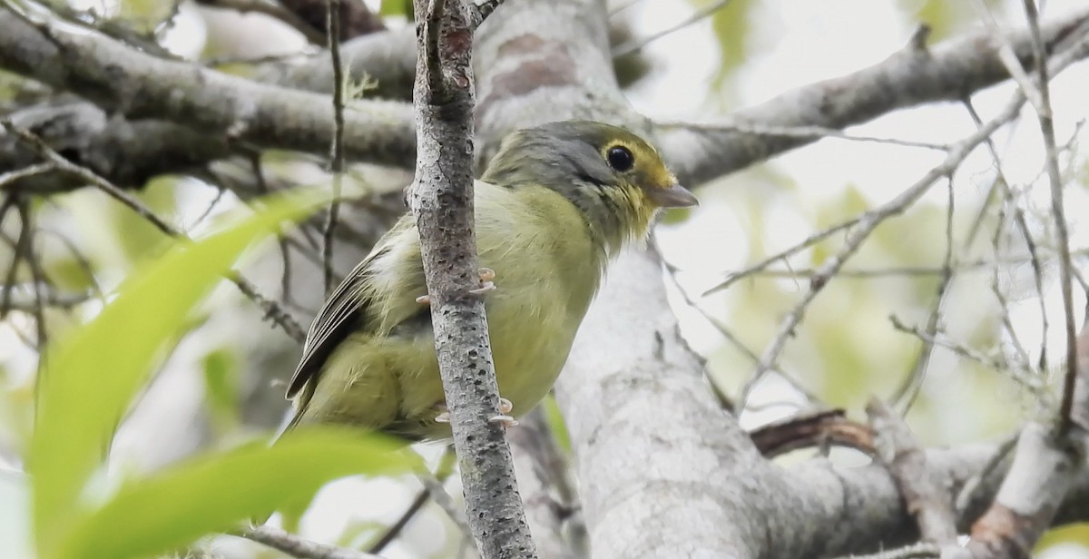 Wing-barred Piprites - Hervé JACOB