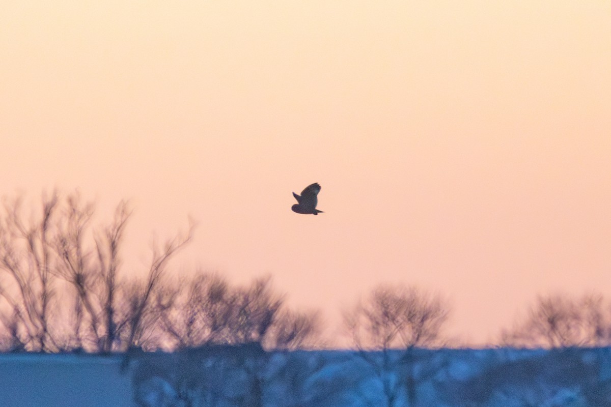 Short-eared Owl - ML633169771