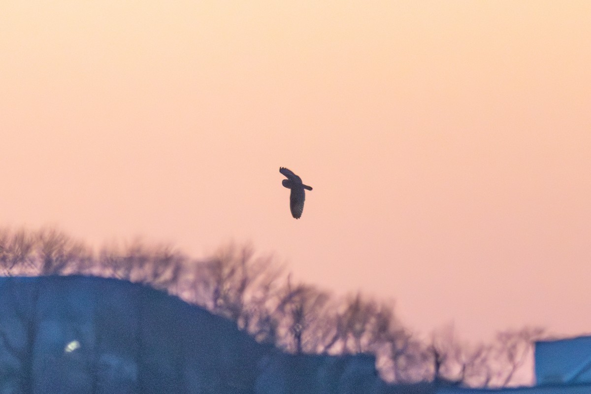Short-eared Owl - ML633169772