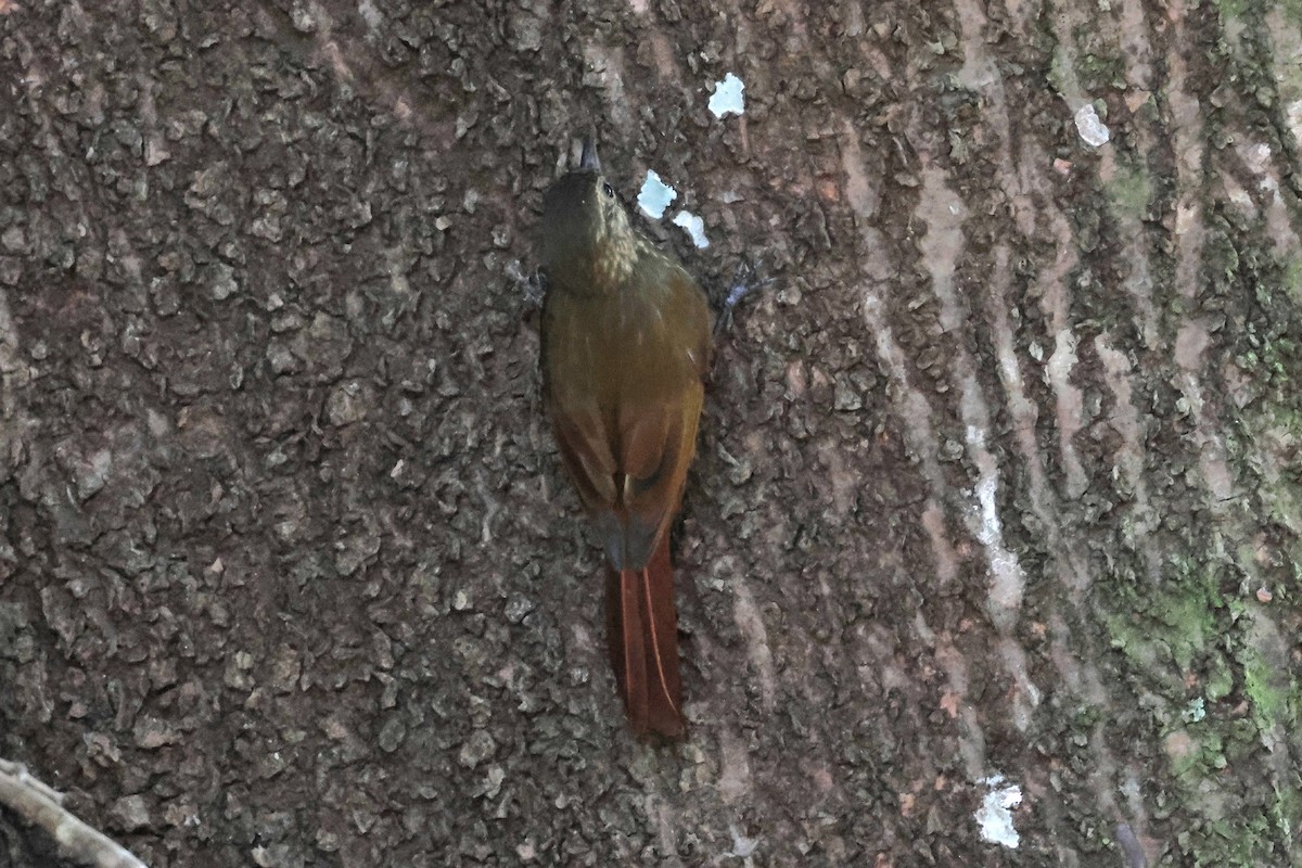 Wedge-billed Woodcreeper - ML633169911