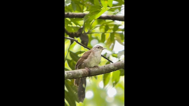 Antioquia Wren - ML633169916