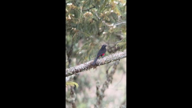 Red-bellied Grackle - ML633169939