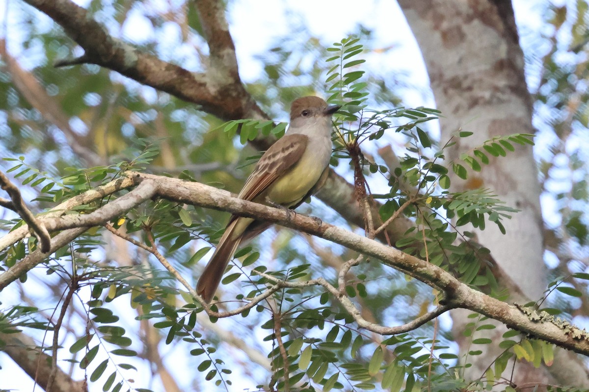 Brown-crested Flycatcher - ML633169947