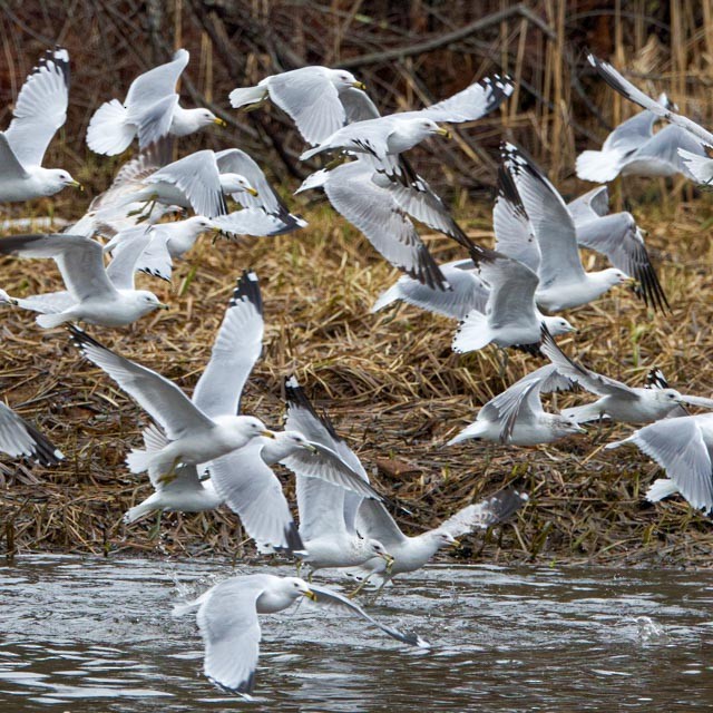 Ring-billed Gull - ML633169949