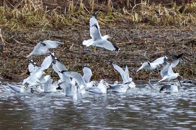Ring-billed Gull - ML633169950