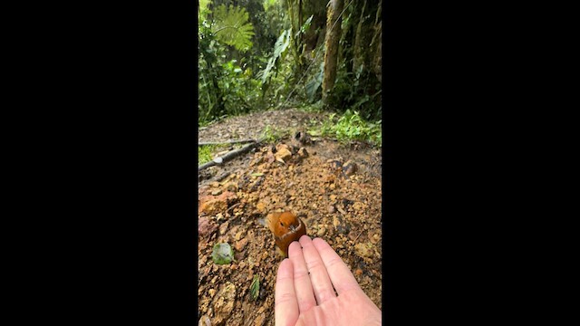 Chami Antpitta - ML633169953