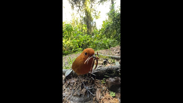 Chami Antpitta - ML633169954