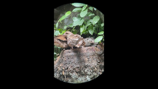 Oilbird - ML633169969