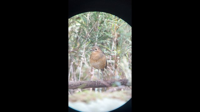Paisa Antpitta (undescribed form) - ML633169986