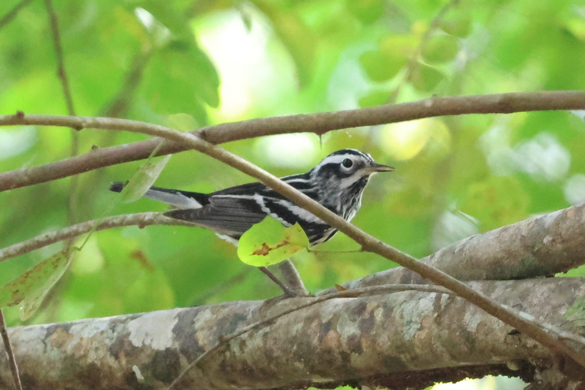 Black-and-white Warbler - ML633169987