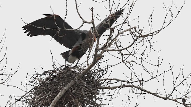 Great Blue Heron - ML633170008