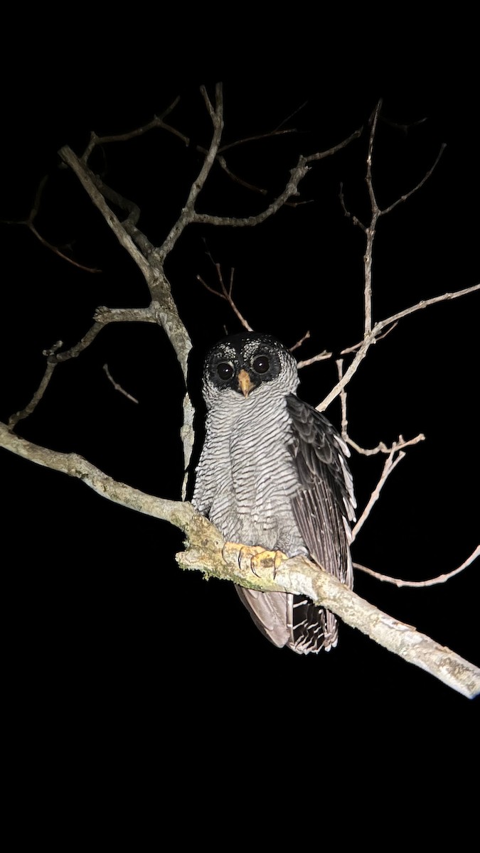 Black-and-white Owl - ML633170010